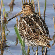 Common Snipe