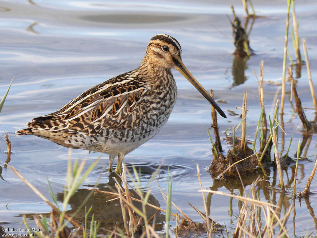 Common Snipeadult, identification, aspect