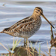 Common Snipe