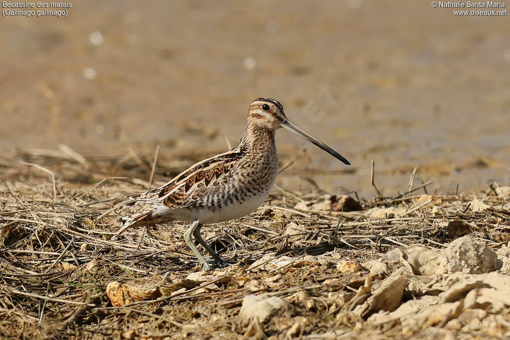 Common Snipeadult, habitat