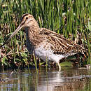 Bécassine des marais