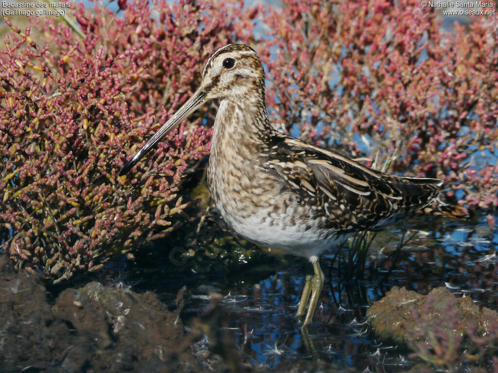 Common Snipeadult, identification, close-up portrait, Behaviour