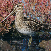 Common Snipe