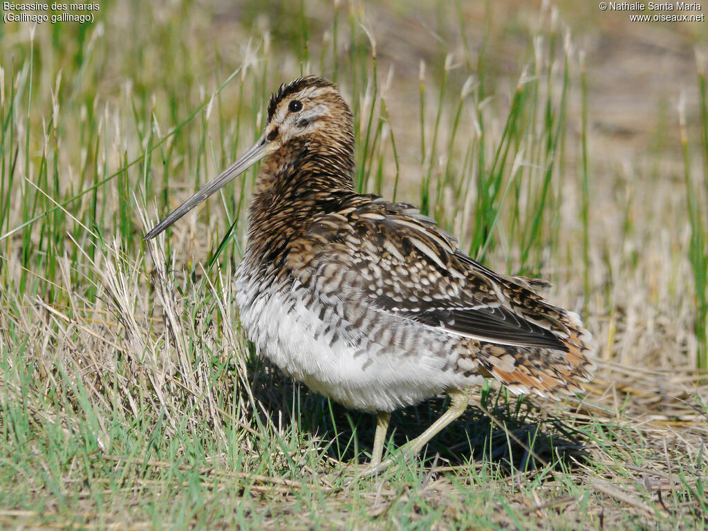 Bécassine des maraisadulte, identification, Comportement