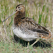 Common Snipe