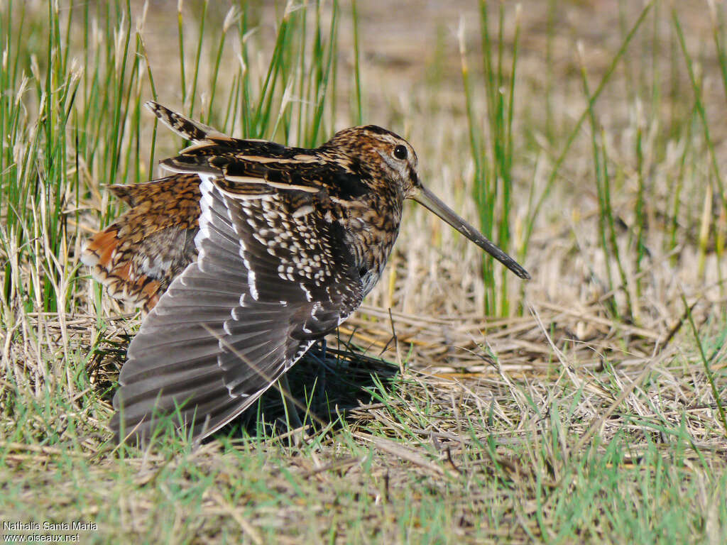 Common Snipeadult, aspect, Behaviour