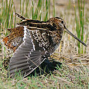 Common Snipe