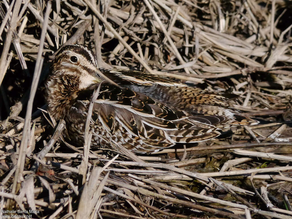 Common Snipeadult, camouflage, Behaviour