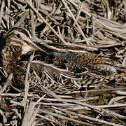 Common Snipe