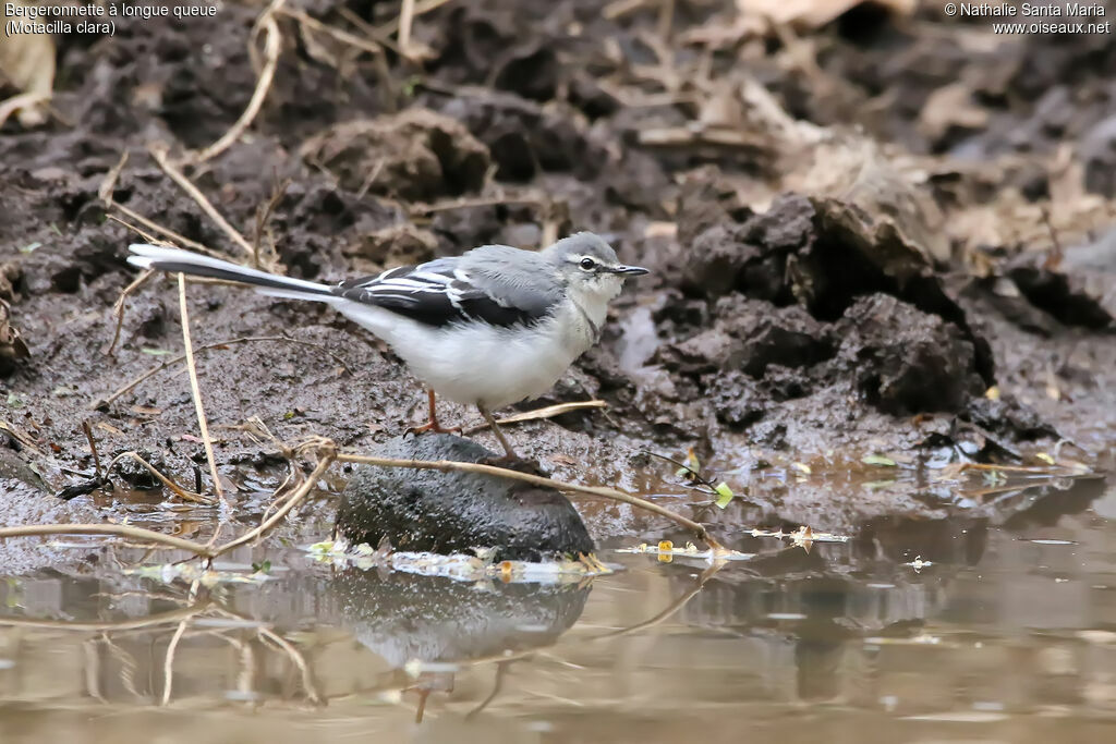 Mountain Wagtailadult, identification, habitat, walking