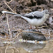 Mountain Wagtail