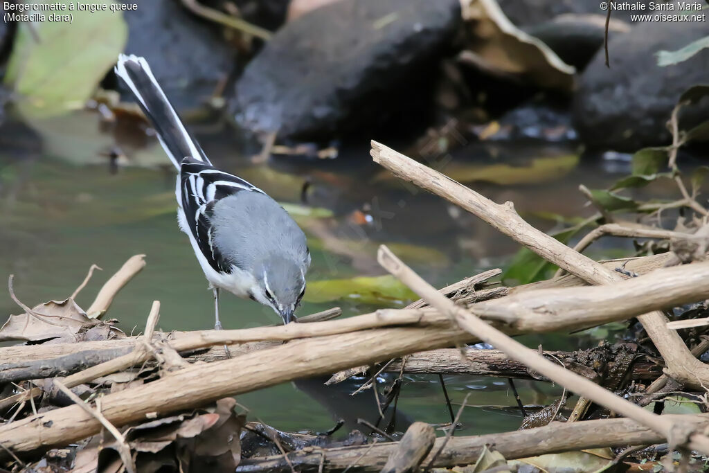 Mountain Wagtailadult, identification, habitat, walking