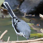 Mountain Wagtail