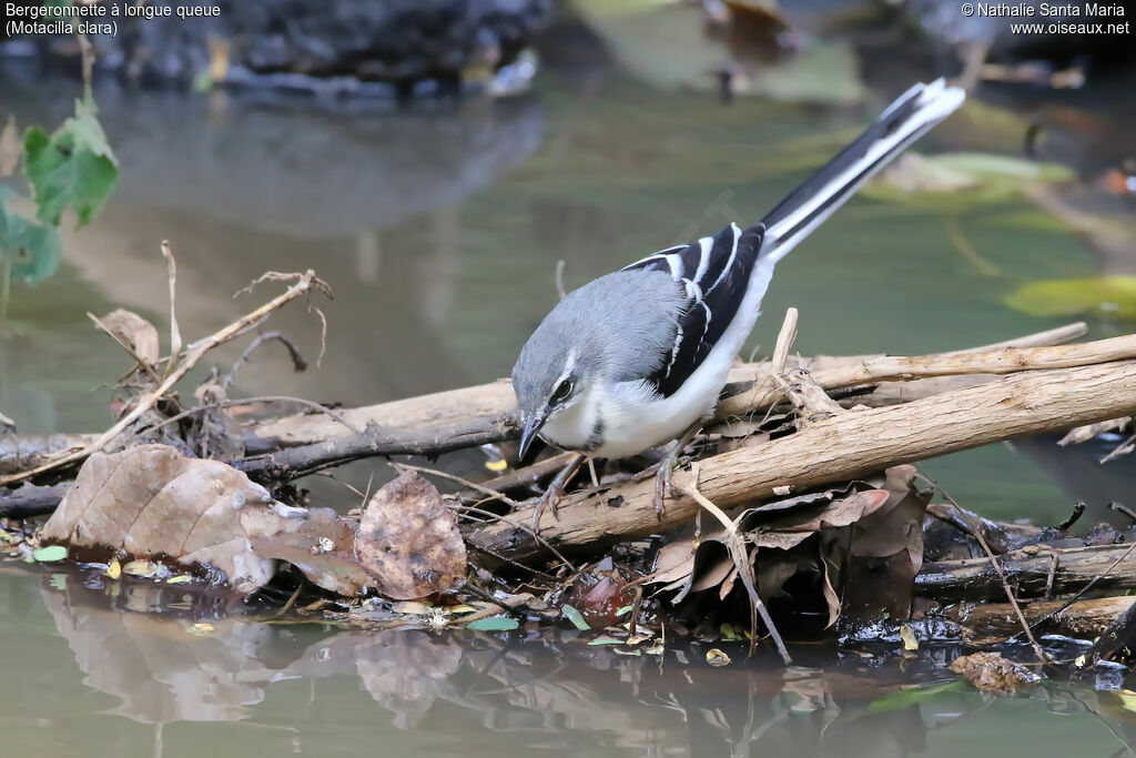 Bergeronnette à longue queueadulte, identification, habitat, pêche/chasse