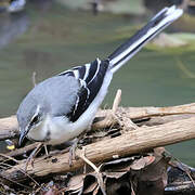 Mountain Wagtail