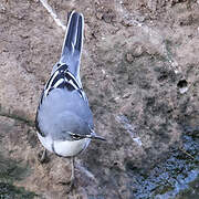 Mountain Wagtail