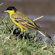 Western Yellow Wagtail (feldegg)