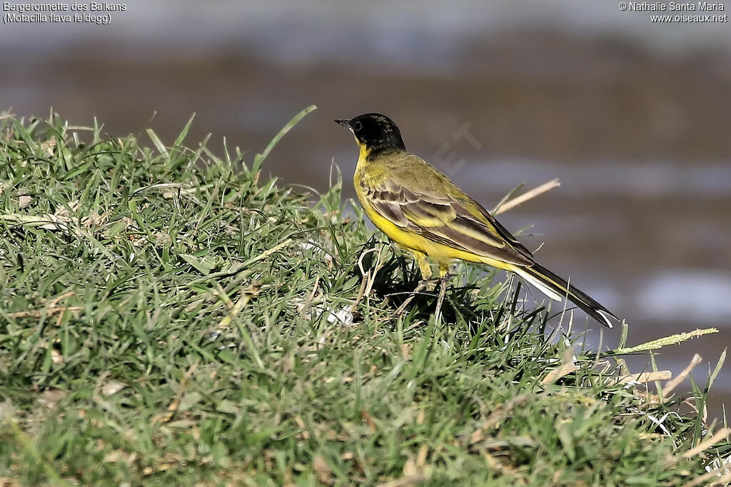 Western Yellow Wagtail (feldegg)adult, identification, habitat, walking