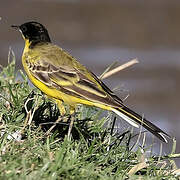 Western Yellow Wagtail (feldegg)