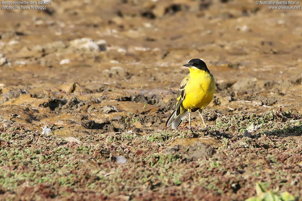 Bergeronnette des Balkansadulte, identification, habitat