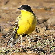 Western Yellow Wagtail (feldegg)