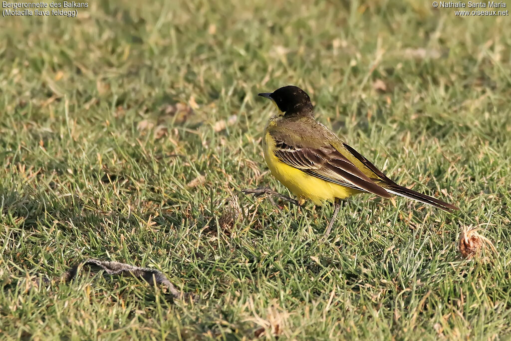 Western Yellow Wagtail (feldegg)adult, identification, habitat, walking