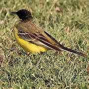 Western Yellow Wagtail (feldegg)