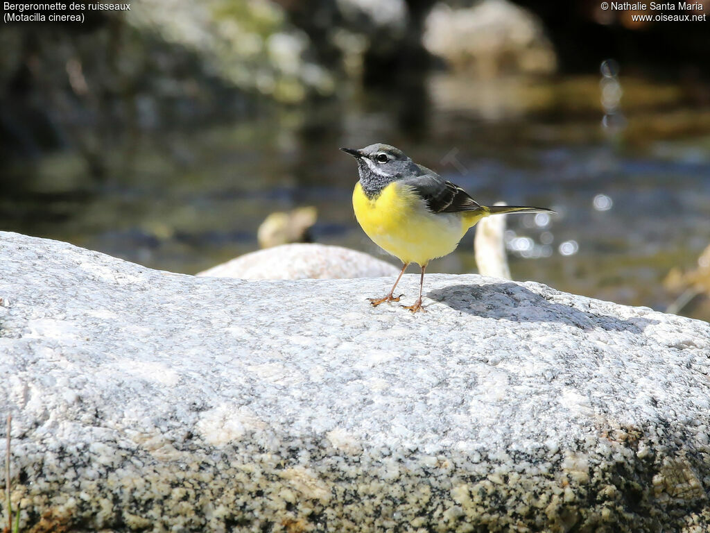 Grey Wagtail male adult breeding, identification, habitat, Behaviour