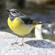 Grey Wagtail