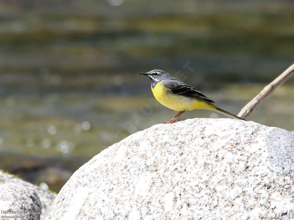 Bergeronnette des ruisseaux mâle adulte nuptial, identification, Comportement