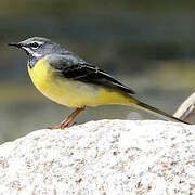 Grey Wagtail