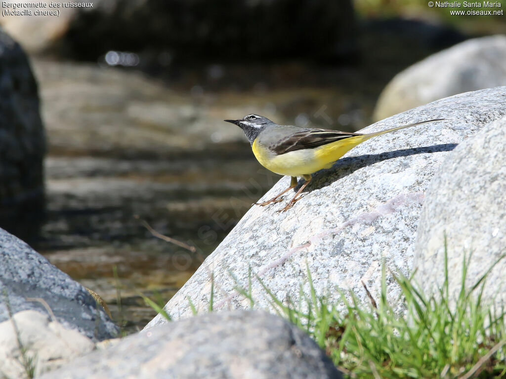 Grey Wagtail male adult breeding, identification, habitat, walking, Behaviour