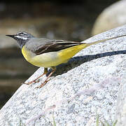 Grey Wagtail