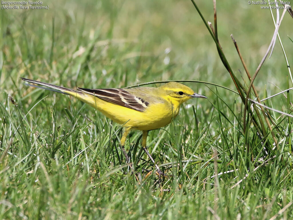 Western Yellow Wagtail (flavissima) male adult breeding, identification, habitat, walking