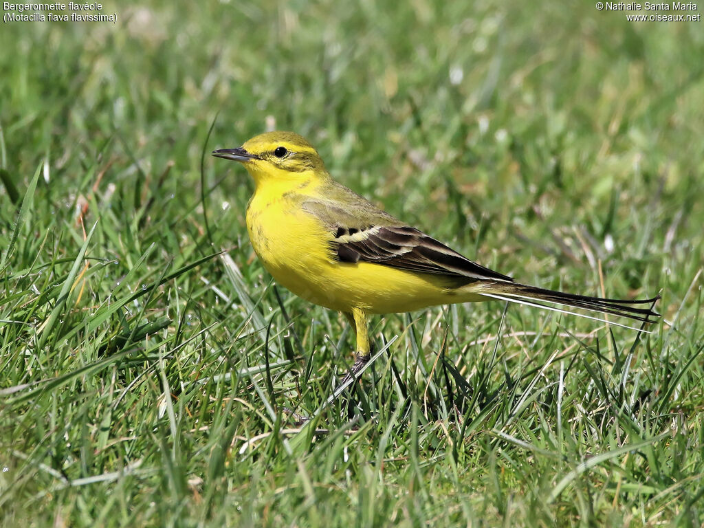 Western Yellow Wagtail (flavissima) male adult breeding, identification, habitat, walking