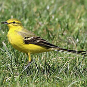 Western Yellow Wagtail (flavissima)