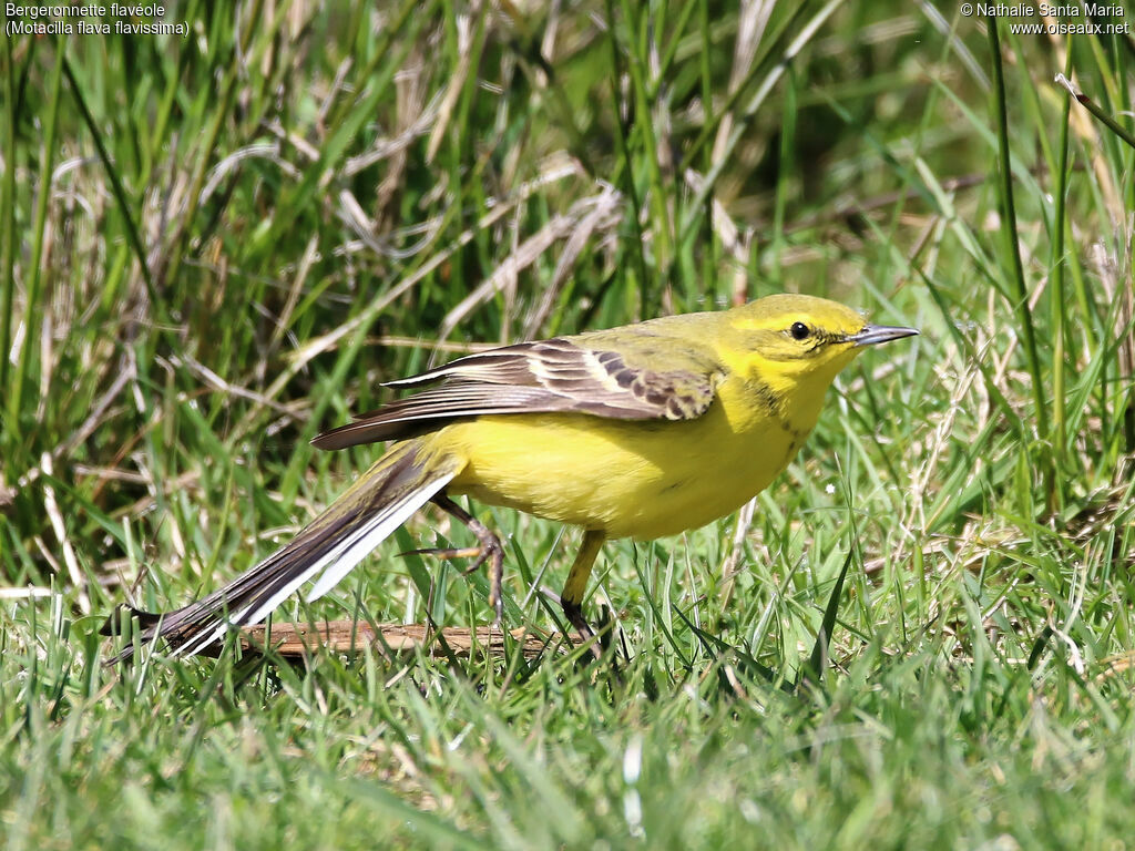 Western Yellow Wagtail (flavissima) male adult breeding, identification, habitat, Behaviour