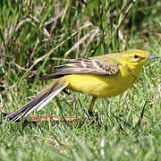 Western Yellow Wagtail (flavissima)