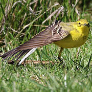 Western Yellow Wagtail (flavissima)