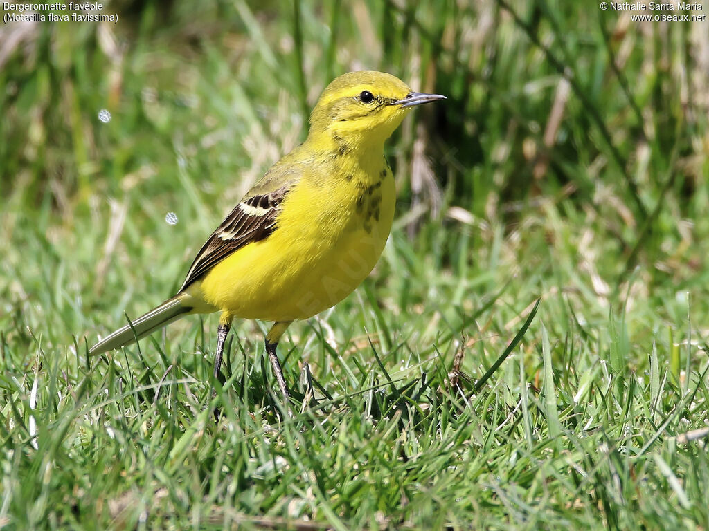 Western Yellow Wagtail (flavissima) male adult breeding, identification, habitat, walking, Behaviour