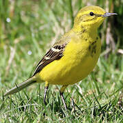 Western Yellow Wagtail (flavissima)