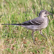 White Wagtail