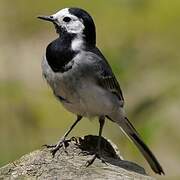 White Wagtail