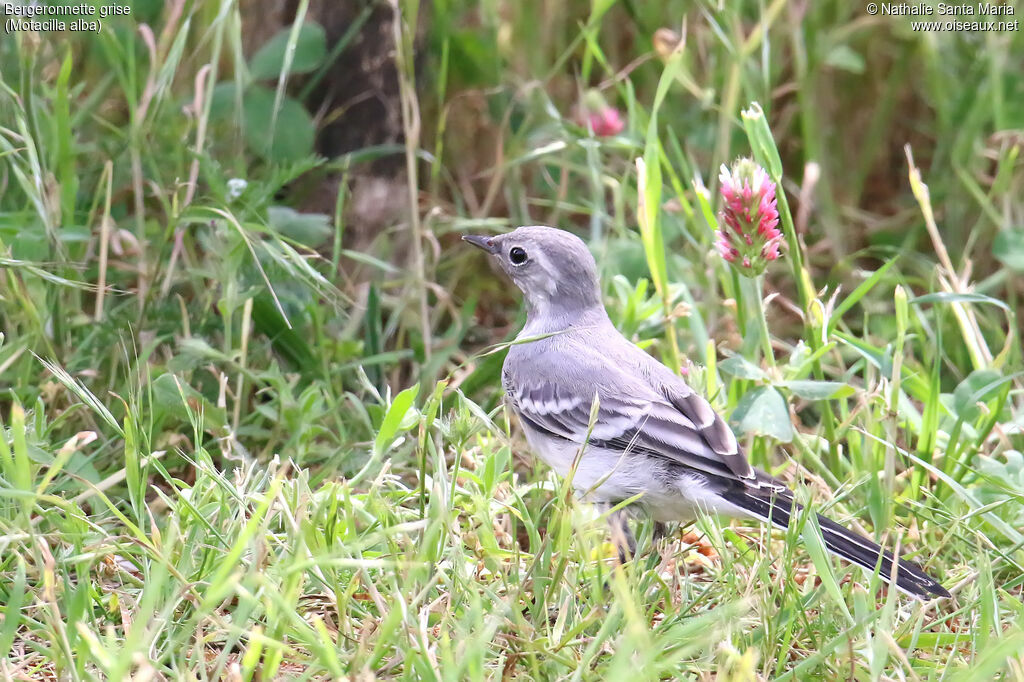 White Wagtailjuvenile, identification