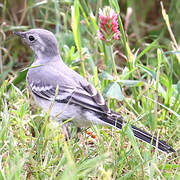 White Wagtail