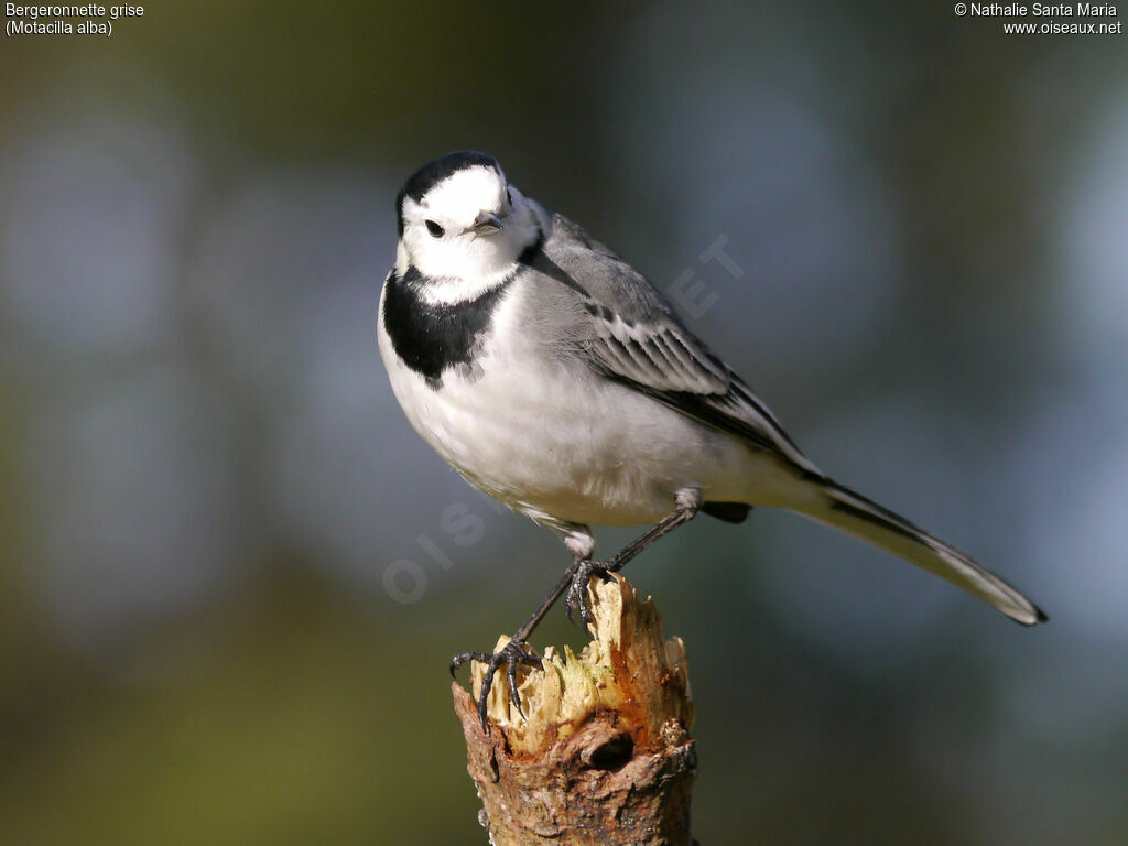 White Wagtailadult post breeding, identification, Behaviour