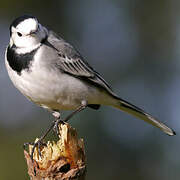 White Wagtail