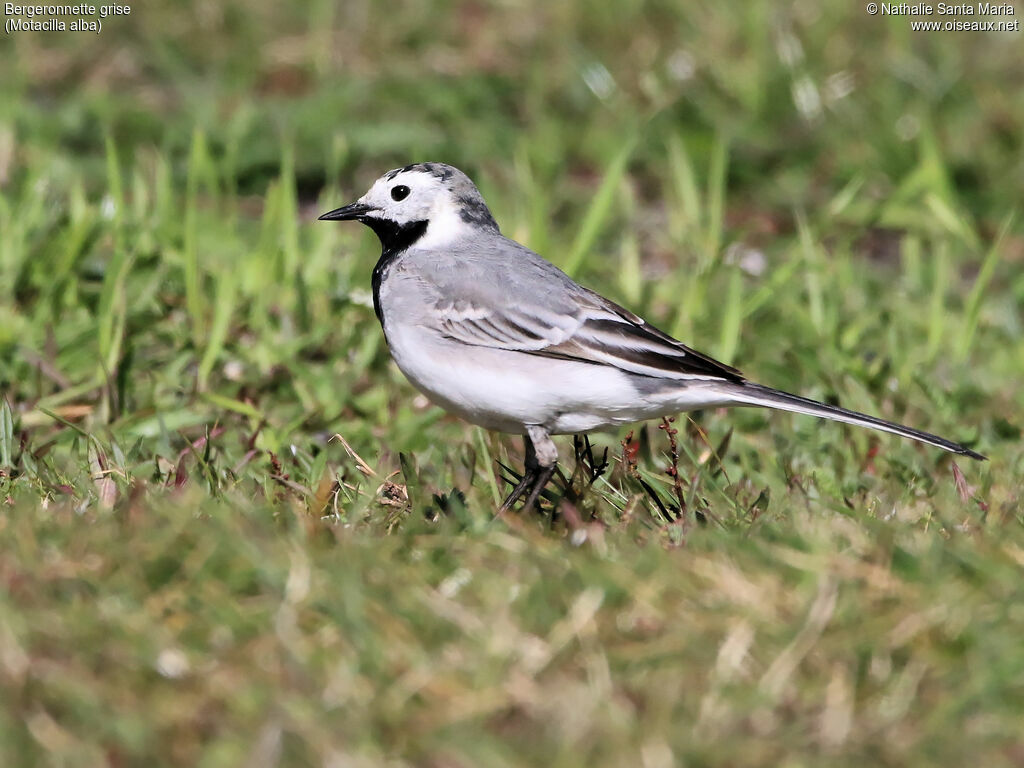 White Wagtail female adult breeding, identification, walking