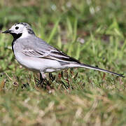 White Wagtail