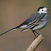 White Wagtail